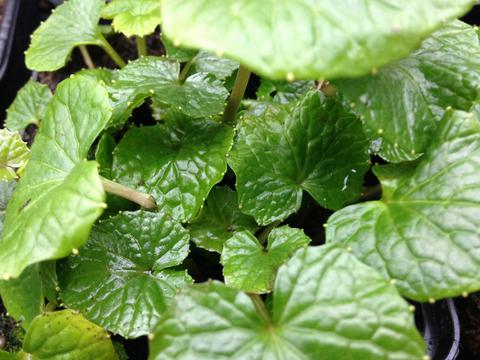 WASABI-FEUILLES-SALADE